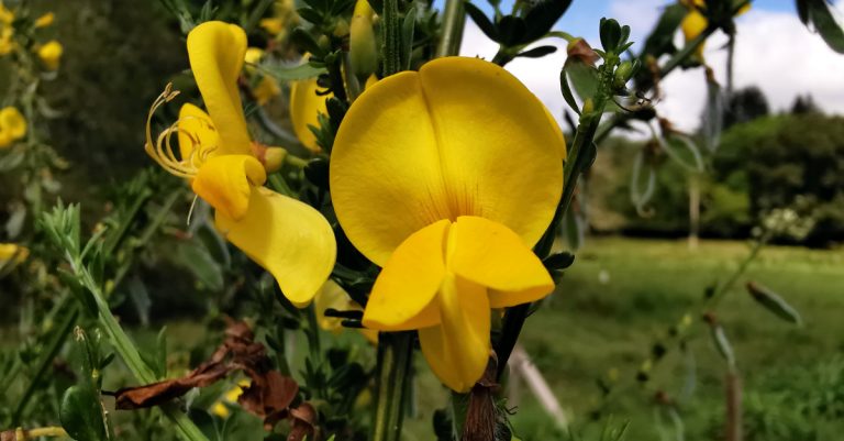  An Ghiolcach Shléibhe Cytisus scoparius