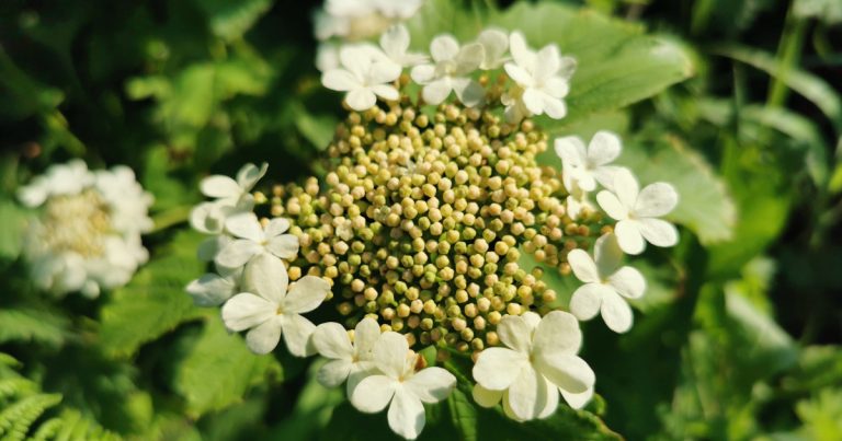 An Chaor Chon Viburnum opulus