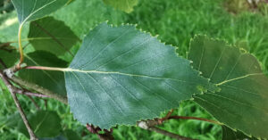  An Bheith Gheal Betula pendula