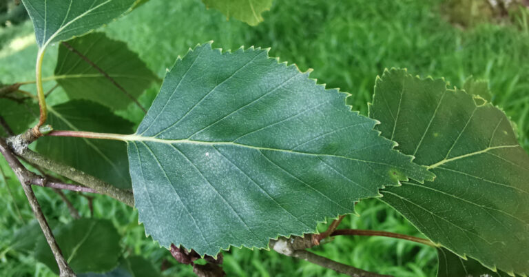  An Bheith Gheal Betula pendula