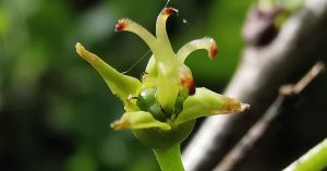  An Paide Bréan Rhamnus cathartica