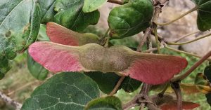  An Mhailp Acer campestre