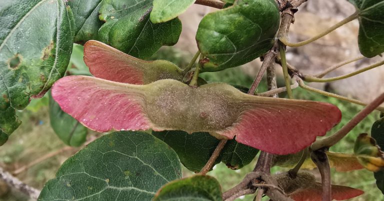  An Mhailp Acer campestre