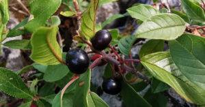  An Draighean Fearna Frangula alnus