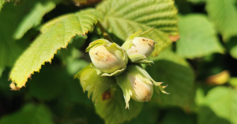  An Coll Corylus avellana