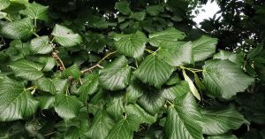  An Teile Choiteann Tilia x europaea