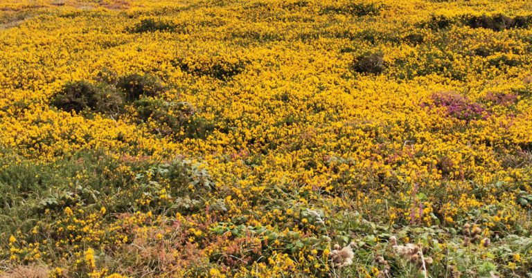  An tAiteann Gaelach Ulex gallii