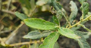  An tSaileach Liath Salix cinerea cinerea