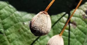  An Teile Mhórdhuilleach Tilia platyphyllos