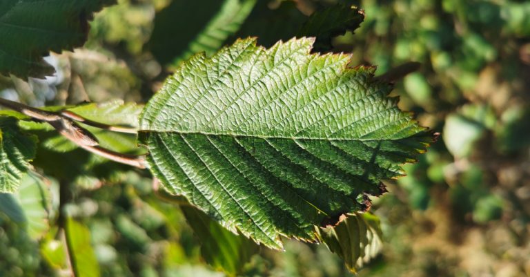  An Fhearnóg Liath Alnus incana