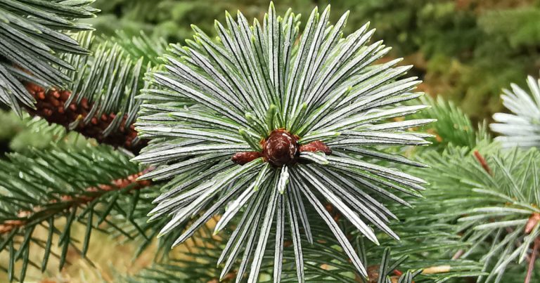 An Sprús Sitceach Picea sitchensis