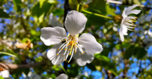  An Crann Silíní Fiáin Prunus avium