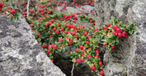  An Cainchín Balla Contoneaster horizontalis