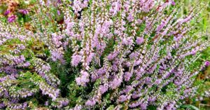  An Fraoch Mór Calluna vulgaris