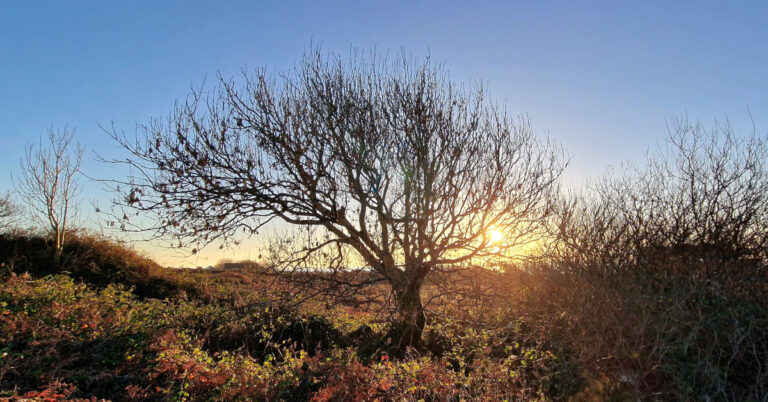 Tintreach agus Crainn