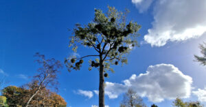  An Phoibleog Dhubh Hibrideach Populus x canadensis