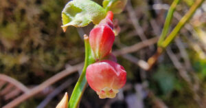  An Fhraochóg Vaccinium myrtillus