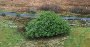  An Labhras Silíní Prunus laurocerasus