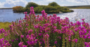  An Fraoch Cloigíneach Erica cinerea