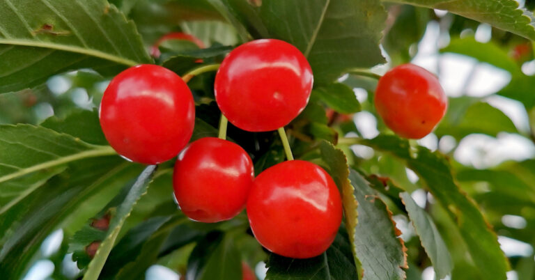  An Crann Silíní Searbha Prunus cerasus