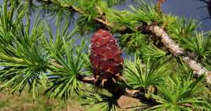  An Learóg Eorpach Larix decidua