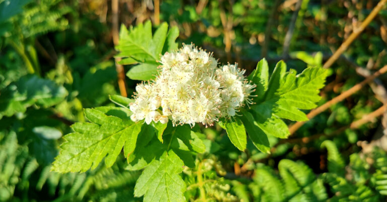 An Fionncholl Lochlannach Sorbus intermedia