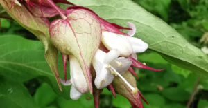  An Féithleann Álainn Leycesteria formosa