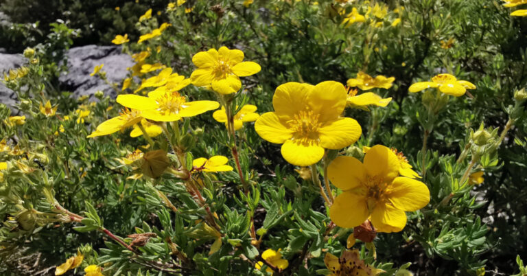  An Tor Cúigmhéarach Dasiphora fruticosa