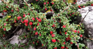  An Cainchín Mion Cotoneaster microphyllus