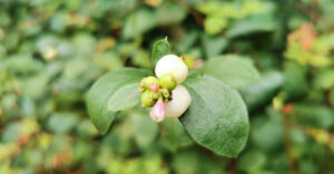 An Póirín Sneachta Symphoricarpos albus