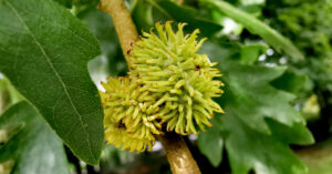  An tSearbhdhair Quercus cerris