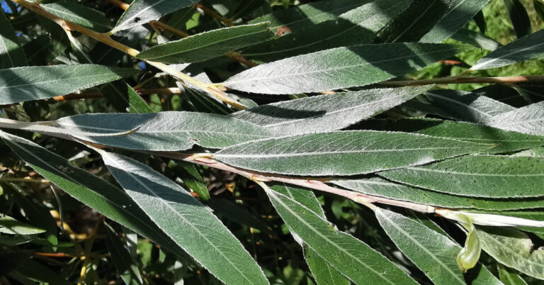 Crainn, Sceacha, agus an Luibhliacht