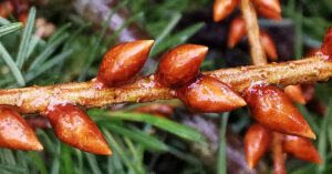  Giúis Dhúghlais Pseudotsuga menziesii