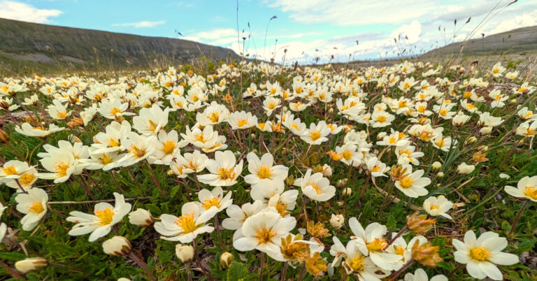  An Leaithín Dryas octopetala