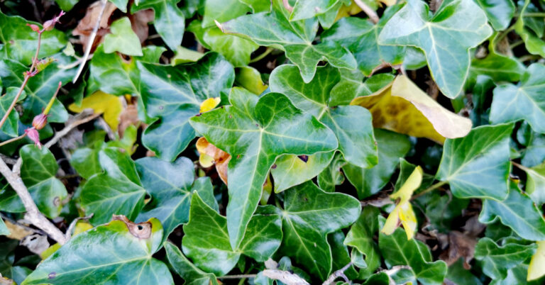  An tEibheann Hedera hibernica/helix