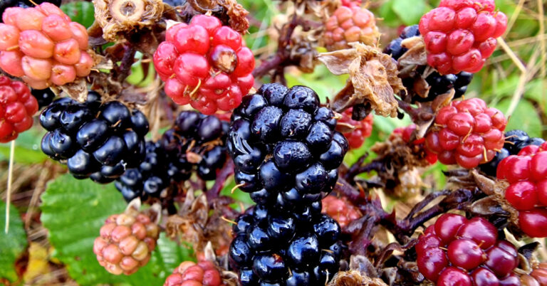  An Dris Rubus fruticosus