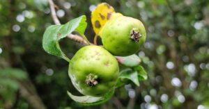  An Crann Fia-úll Malus sylvestris