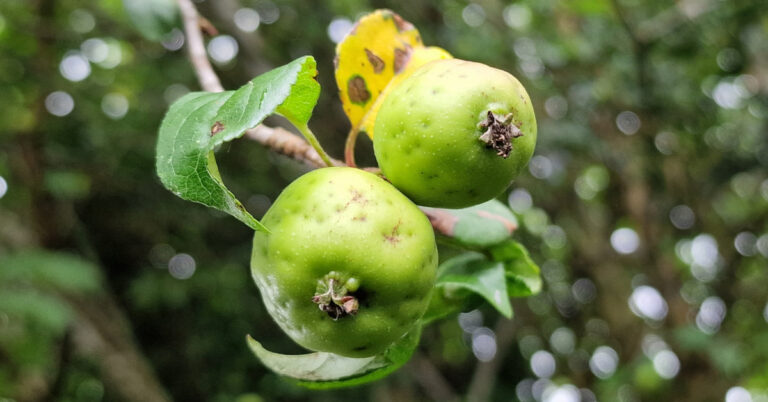  An Crann Fia-úll Malus sylvestris