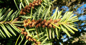  Giúis Nordmann Abies nordmanniana