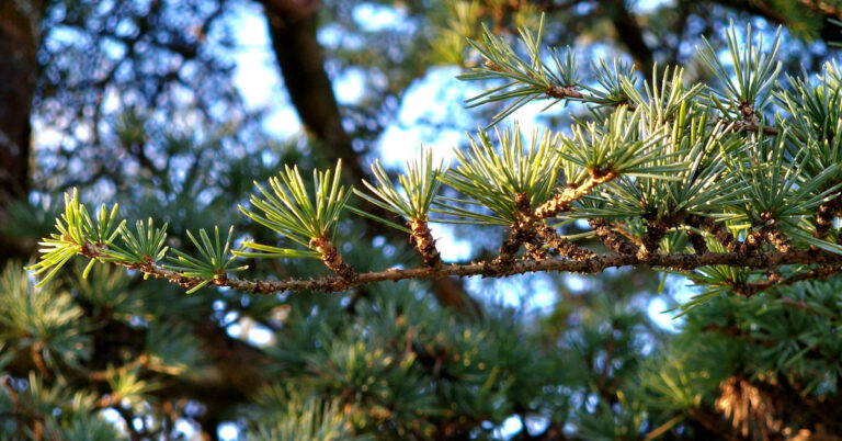  Céadar Atlais Cedrus atlantica