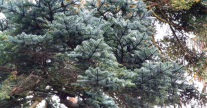  An Ghiúis Mhaorga Abies procera