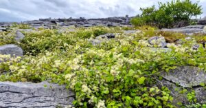  An Gabhrán Clematis vitalba