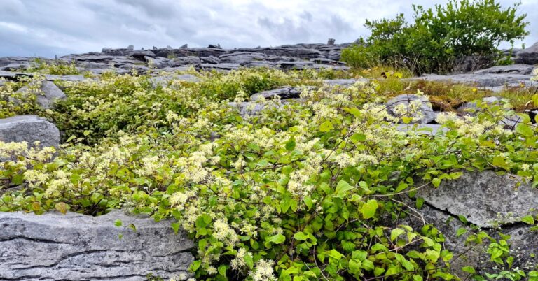  An Gabhrán Clematis vitalba