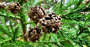  An Céadar Seapánach Cryptomeria japonica