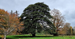 Céadar na Liobáine Cedrus libani
