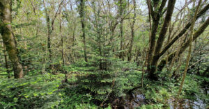  An Ghiúis Gheal Abies alba