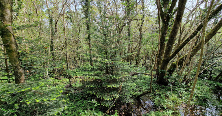 An Ghiúis Gheal Abies alba