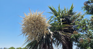  An Cordailín Cordyline australis