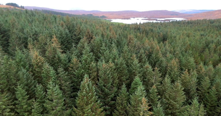 Foraoiseacht in Éirinn