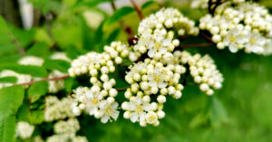 Bláthanna agus Bláthraí